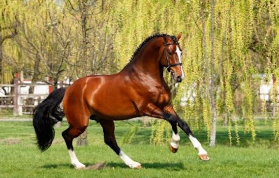 equine bodywork - 6