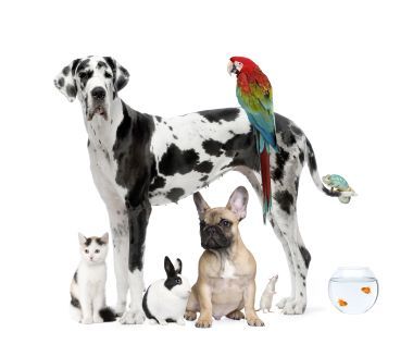 healing energy group pets
