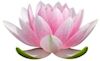 lotus on white 100w cropped