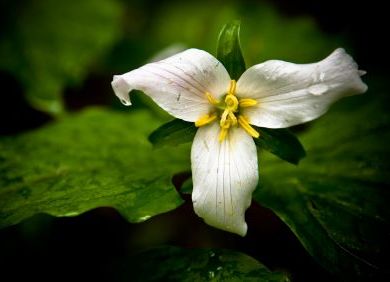 Trillium - 5