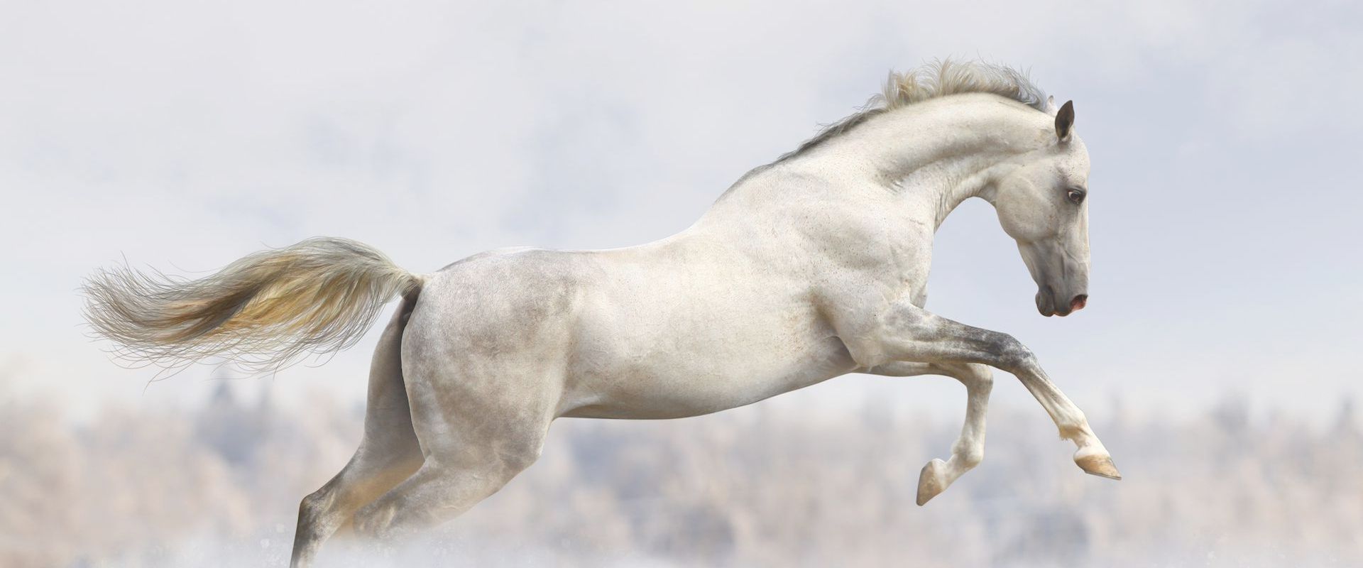 Equine Bodywork